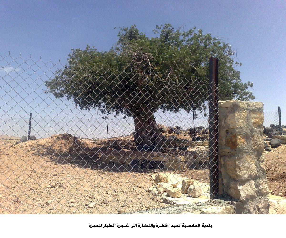 بلدية القادسية تعيد الخضرة والنضارة الى شجرة الطيار المعمرة