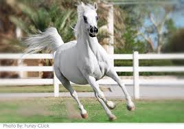 نادي الجواد العربي يستضيف فعاليات بطولة لانو - مارتن لفروسية القفز