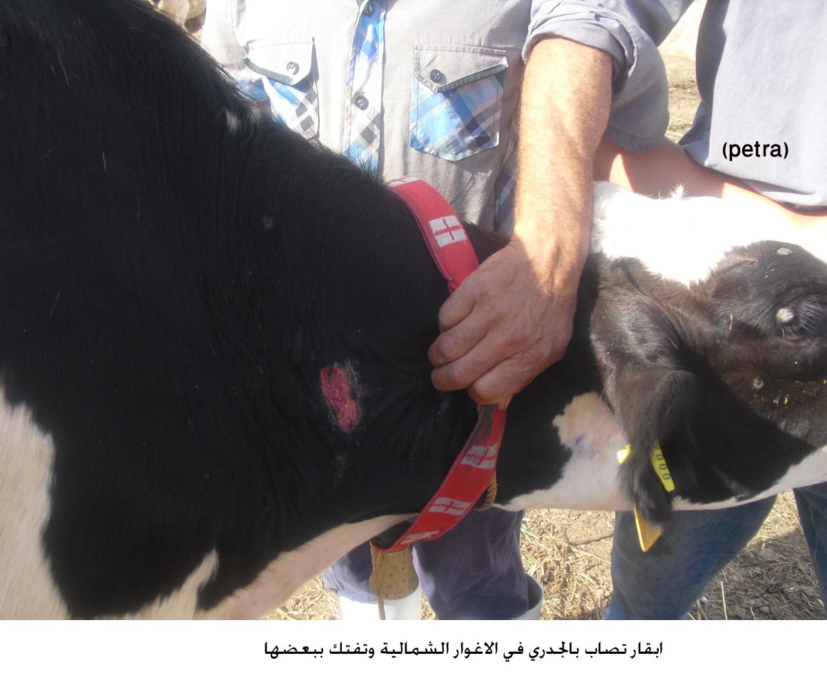 ابقار تصاب بالجدري في الاغوار الشمالية وتفتك ببعضها