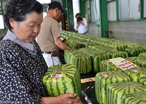 بطيخة يابانية في مزاد علني بأكثر من ثلاثة آلاف دولار