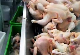 انخفاض انتاج لحوم الدجاج بنسبة 9ر2 بالمئة خلال الربع الأول من العام الحالي