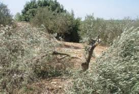 مستوطنون يقطعون 1150 شجرة زيتون معمرة شرق نابلس