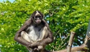 اغلاق حديقة حيوانات في بريطانيا بعد هروب قرد