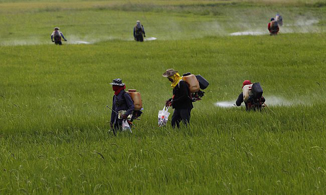 الفاو:أسعار الغذاء في العالم قد تنخفض أكثر في الأشهر المقبلة