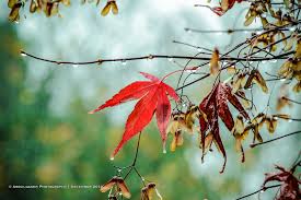 Partly cloudy weather with light showers expected