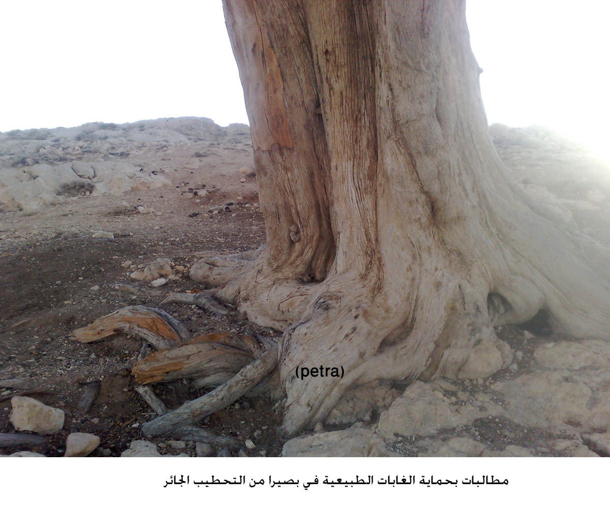 مطالبات بحماية الغابات الطبيعية في بصيرا من التحطيب الجائر