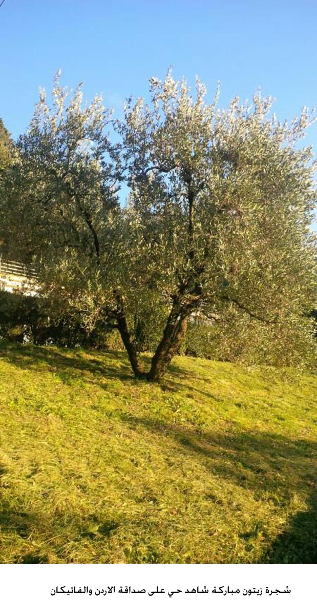 Olive tree, a witness to Jordan-Vatican friendship