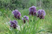 Relatively cold weather forecast till Wednesday