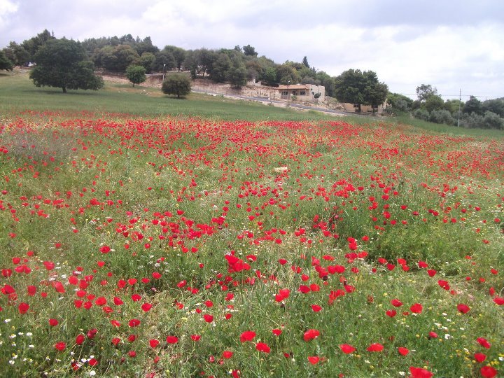 Rainfall expected in northern Jordan
