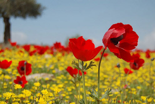 Pleasant weather forecast over weekend