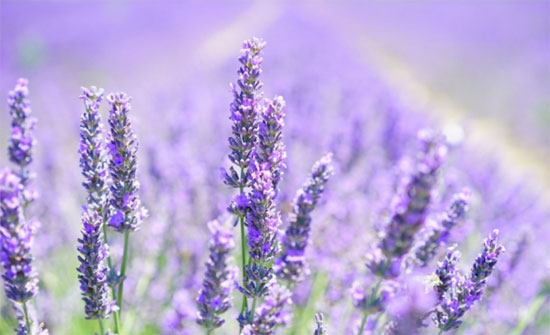 Normal summer conditions forecast over next three days