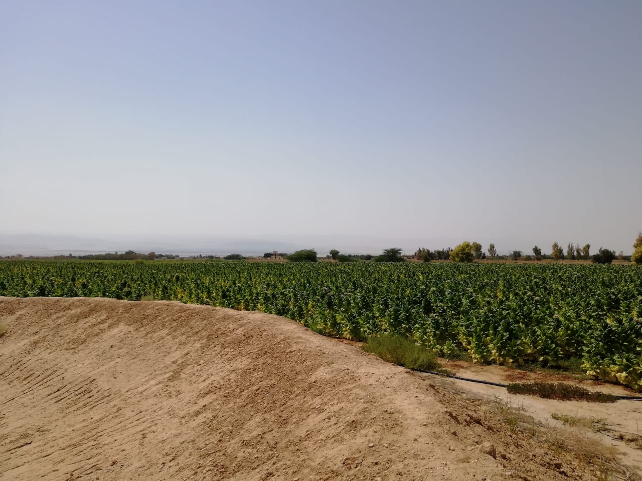 الجمارك تضبط مزرعة تبغ مساحتها أكثر من 200 دونم و 70 طنا من مستلزمات انتاج السجائر<br>