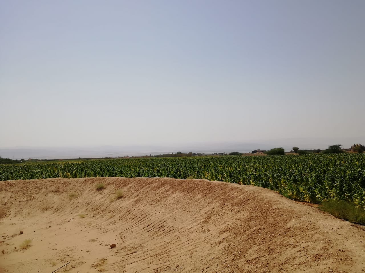 الجمارك تضبط مزرعة تبغ مساحتها أكثر من 200 دونم و 70 طنا من مستلزمات انتاج السجائر<br>