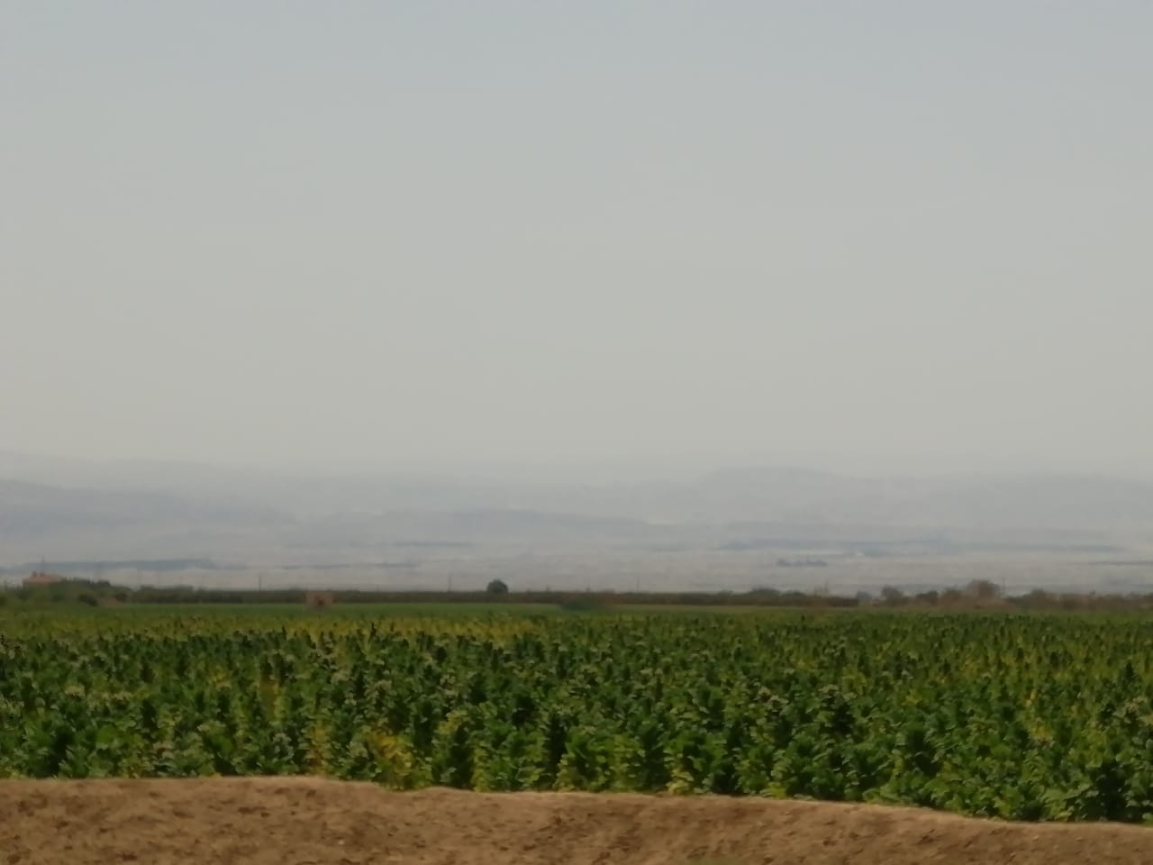 الجمارك تضبط مزرعة تبغ مساحتها أكثر من 200 دونم و 70 طنا من مستلزمات انتاج السجائر<br>