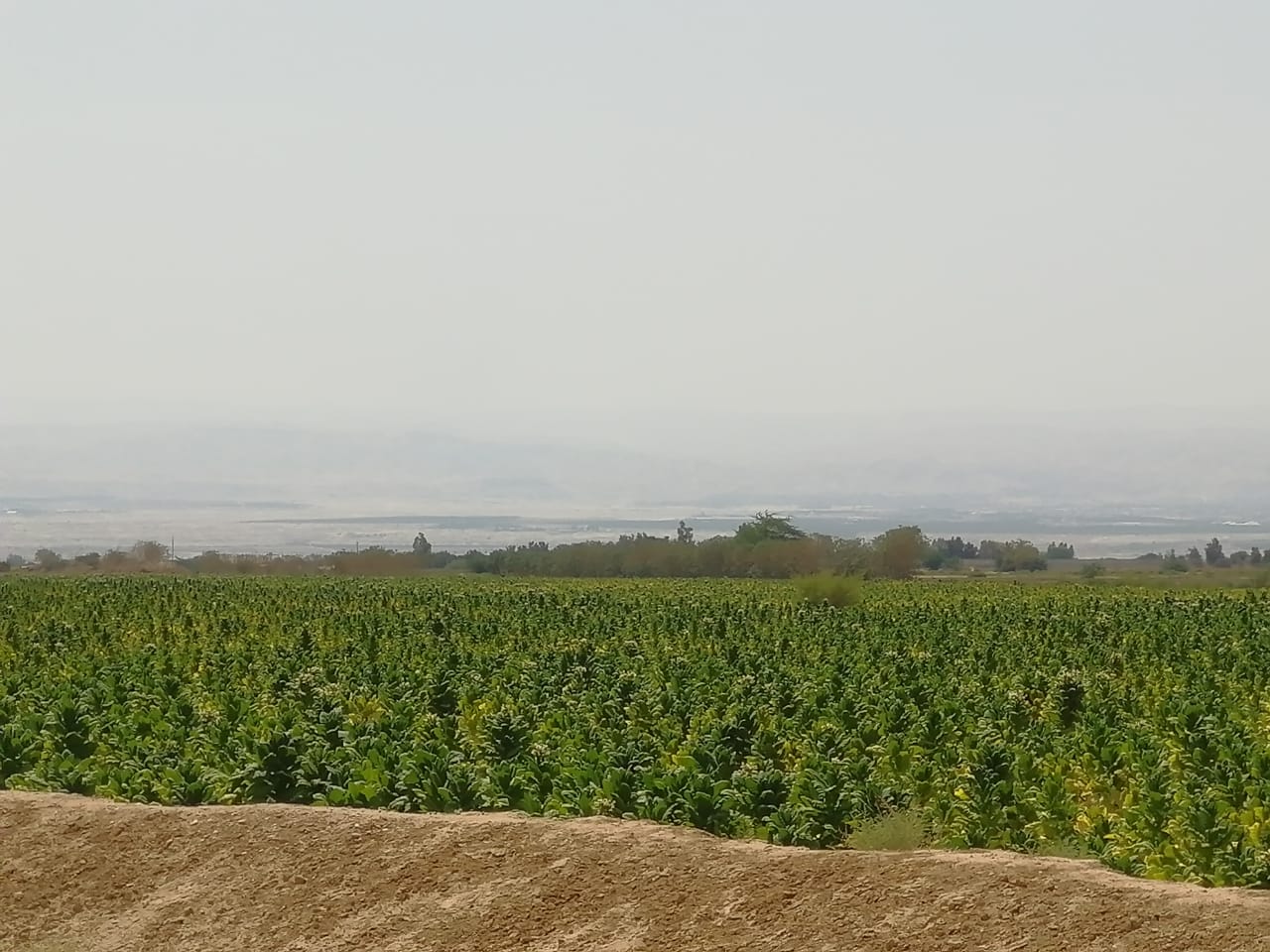 الجمارك تضبط مزرعة تبغ مساحتها أكثر من 200 دونم و 70 طنا من مستلزمات انتاج السجائر<br>