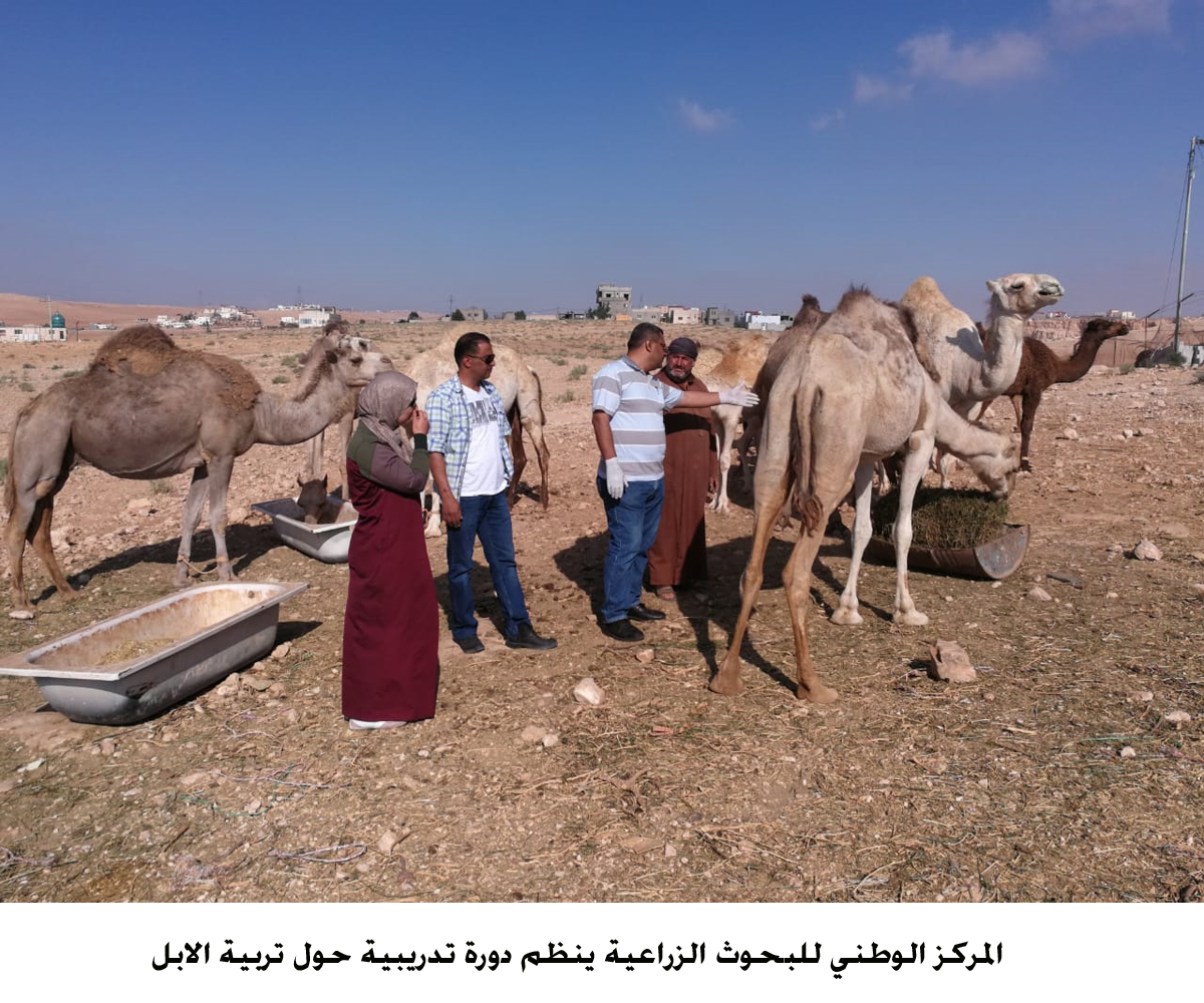 المركز الوطني للبحوث الزراعية ينظم دورة تدريبية حول تربية الابل <br>