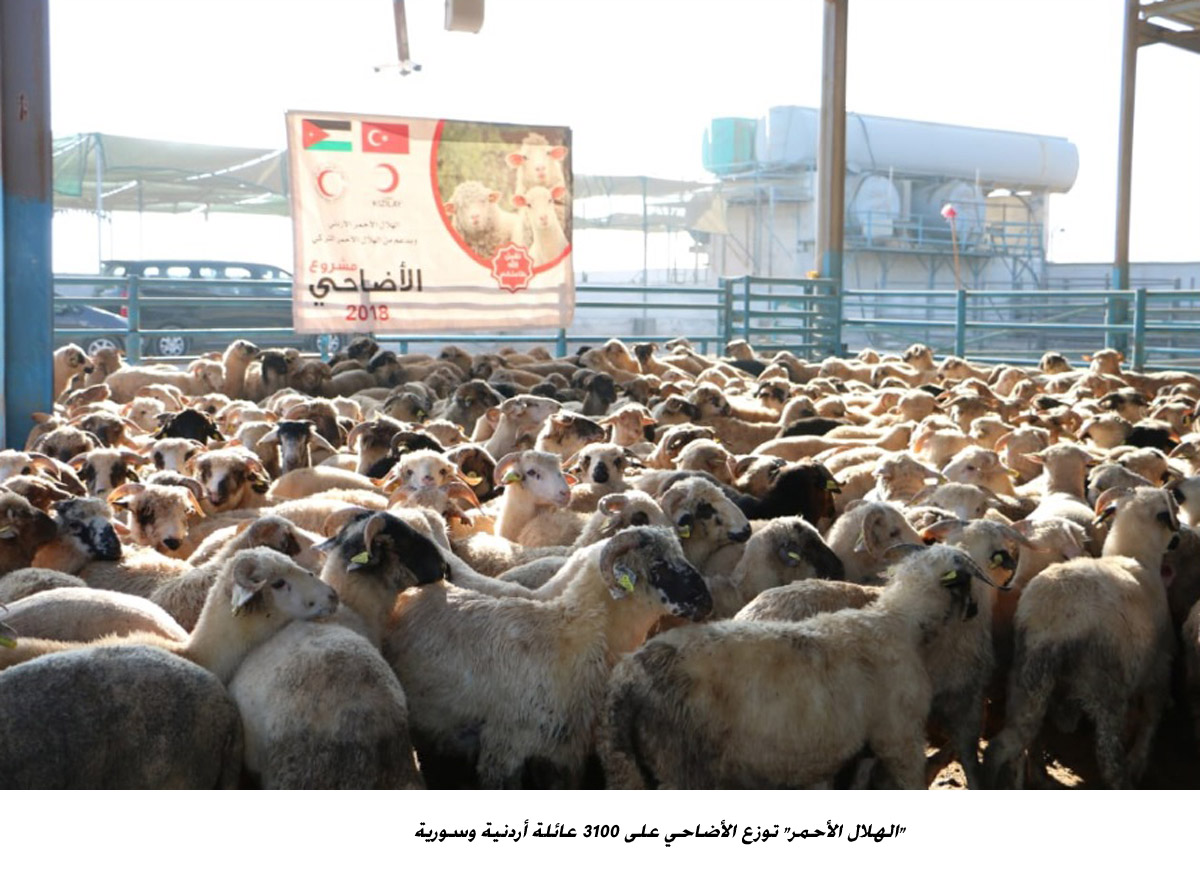 الهلال الأحمر توزع الأضاحي على 3100 عائلة أردنية وسورية<br>