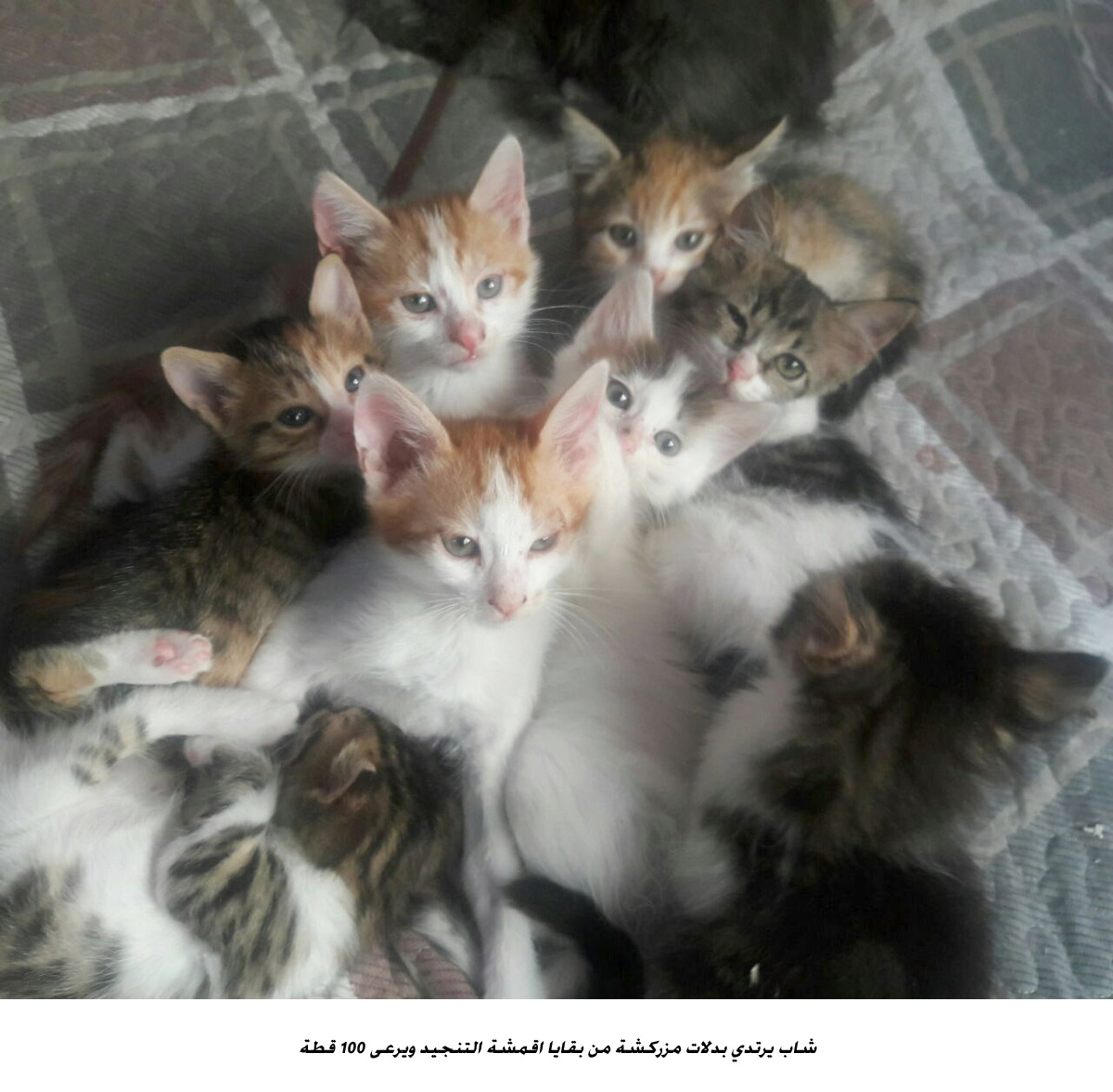 شاب يرتدي بدلات مزركشة من بقايا اقمشة التنجيد ويرعى 100 قطة <br>