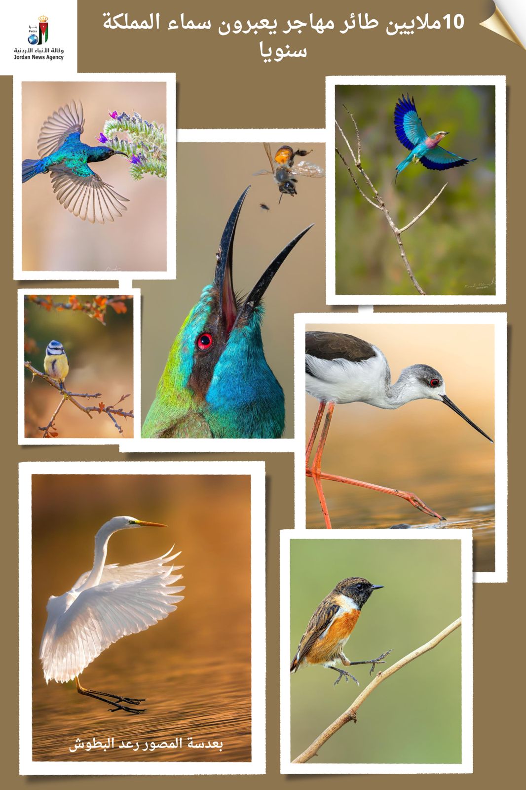 10 ملايين طائر مهاجر يعبرون سماء المملكة سنويا