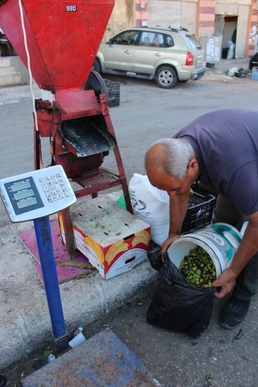 سوق رصيع الزيتون في إربد.. فرصة موسمية للعمل