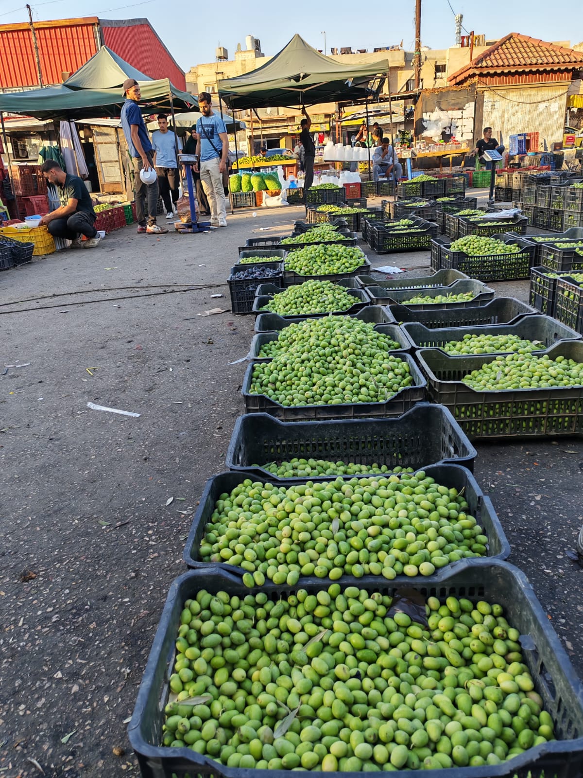 سوق رصيع الزيتون في إربد.. فرصة موسمية للعمل