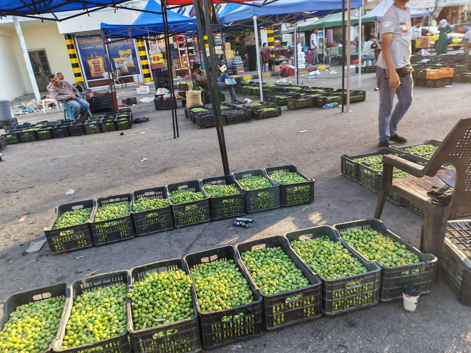 سوق رصيع الزيتون في إربد.. فرصة موسمية للعمل