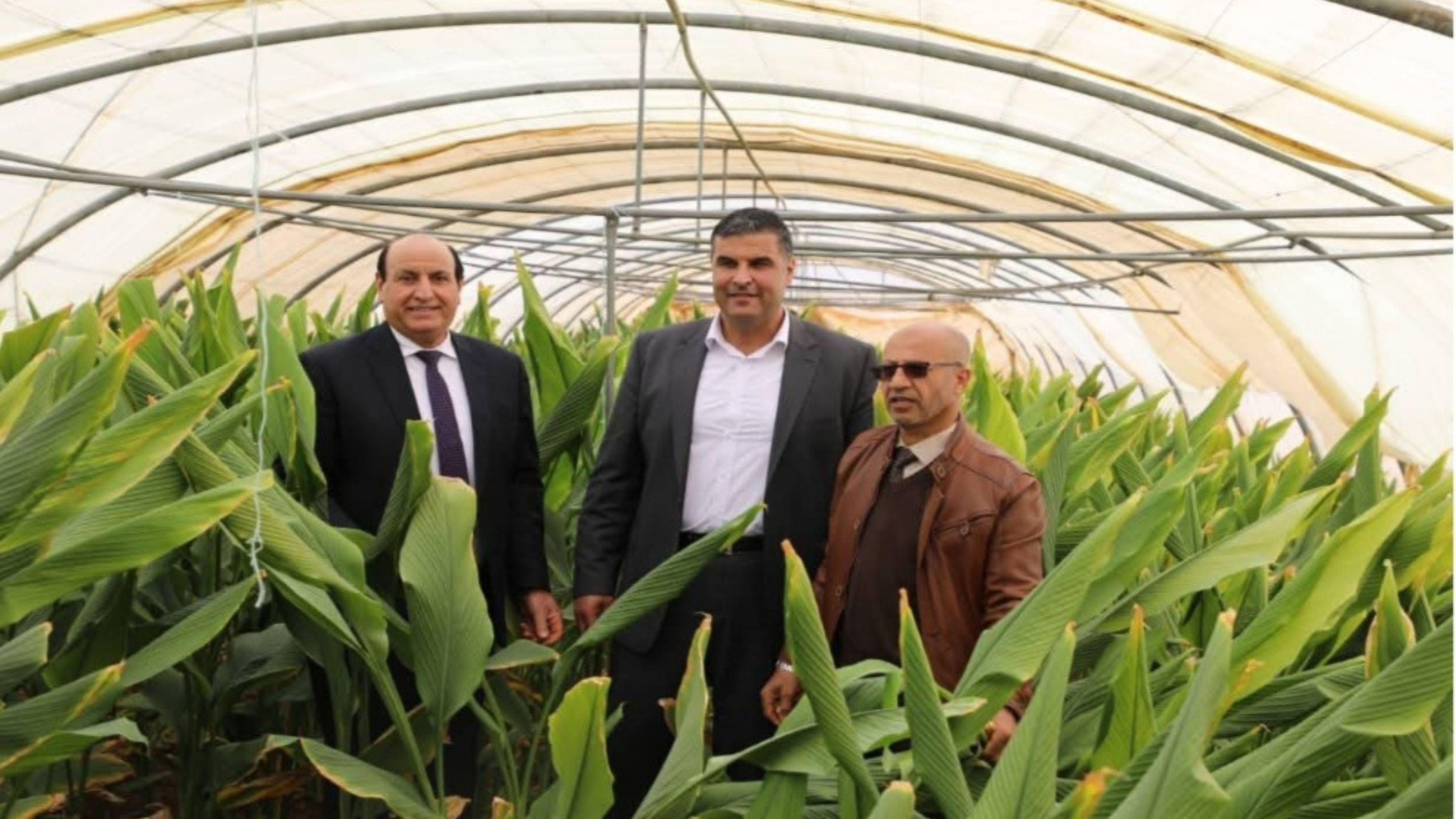 البحوث الزراعية ينظم يوما حقليا لحصاد الكركم 