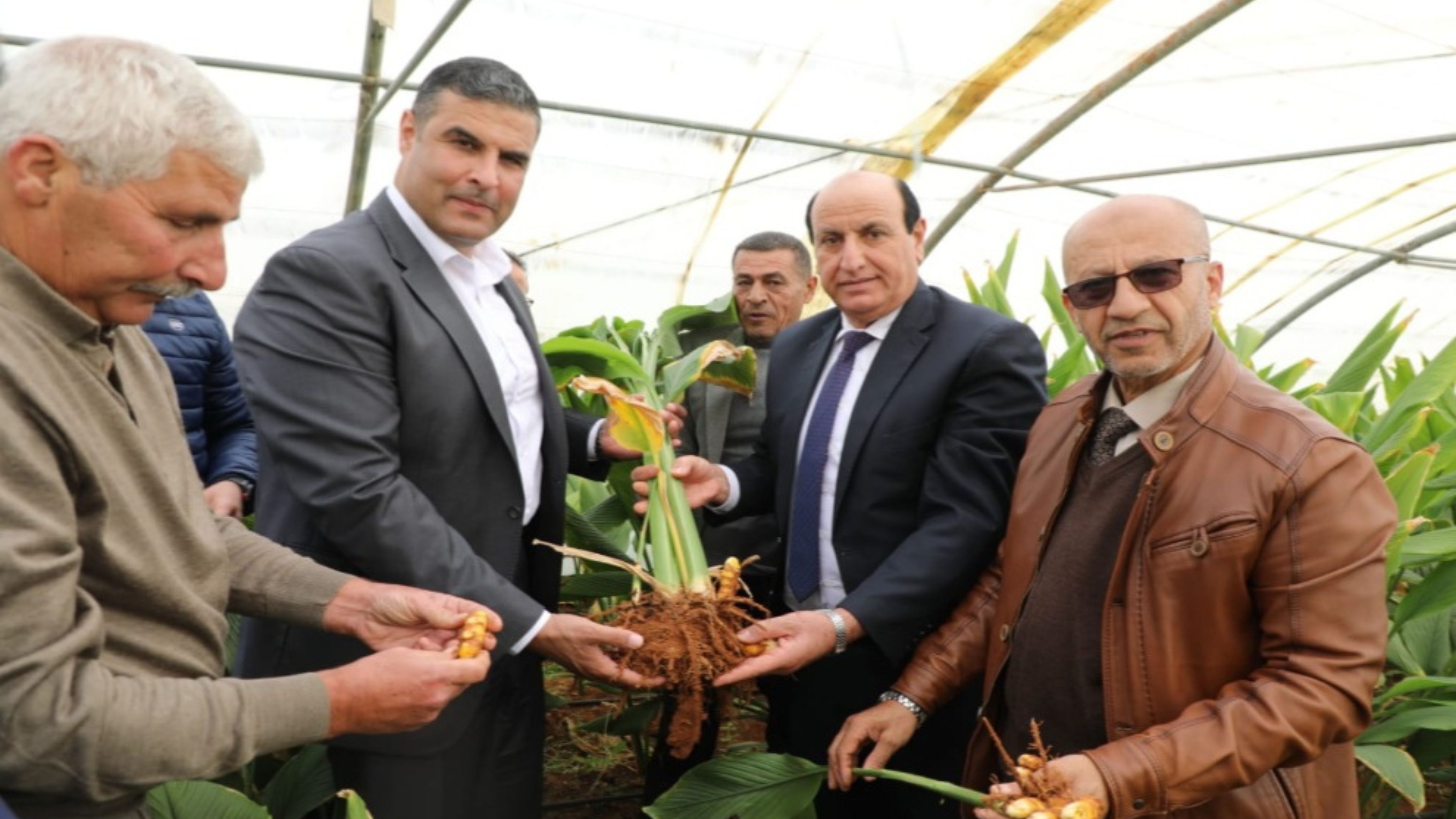 البحوث الزراعية ينظم يوما حقليا لحصاد الكركم 