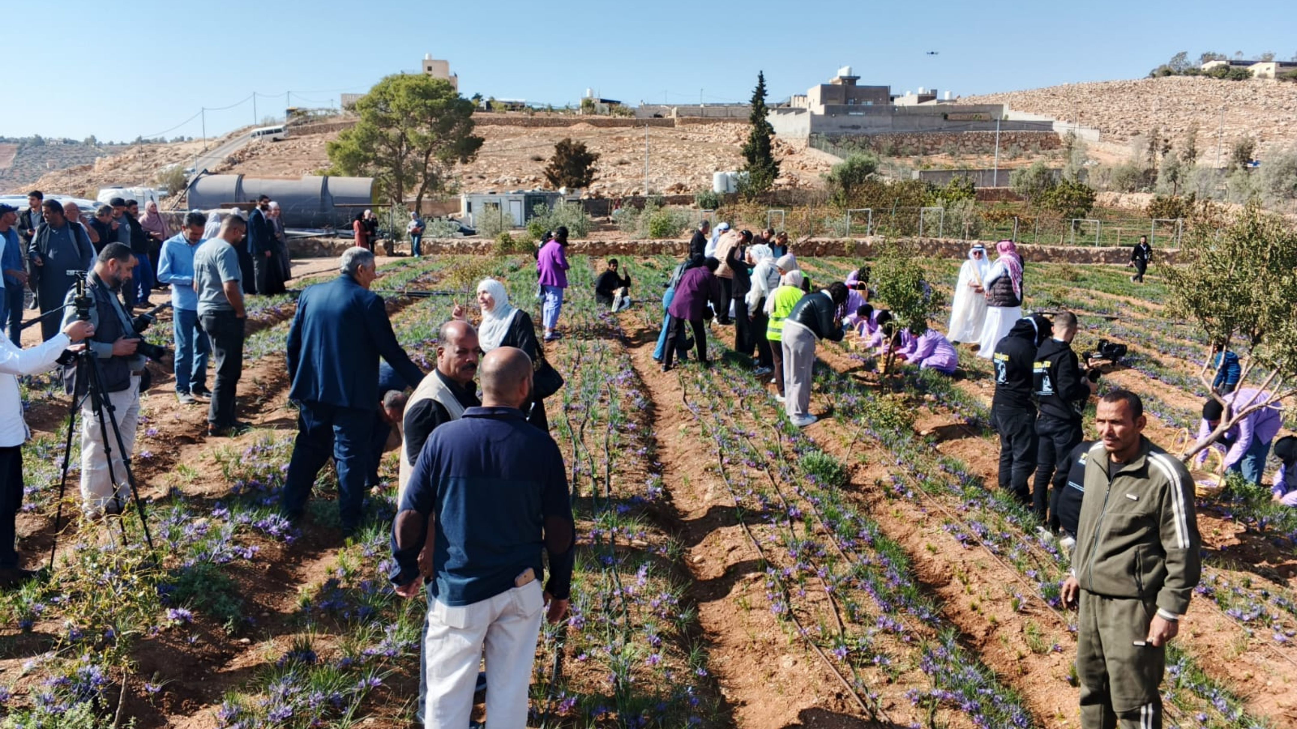 افتتاح مهرجان زعفران الأردن الثاني بالمفرق 