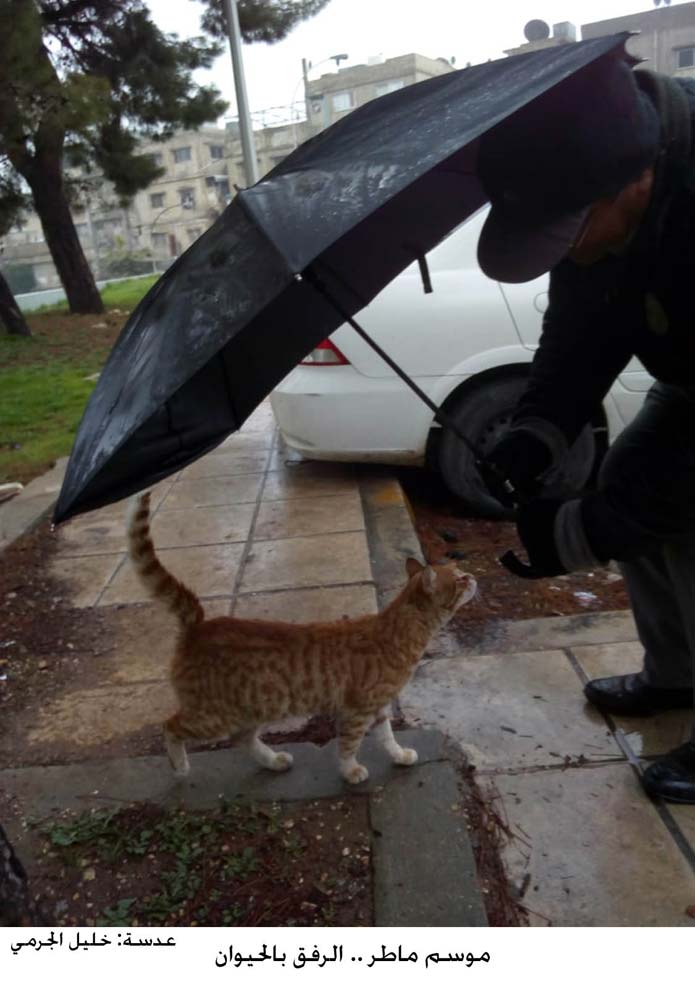 موسم ماطر .. الرفق بالحيوان .... عدسة: خليل الجرمي
