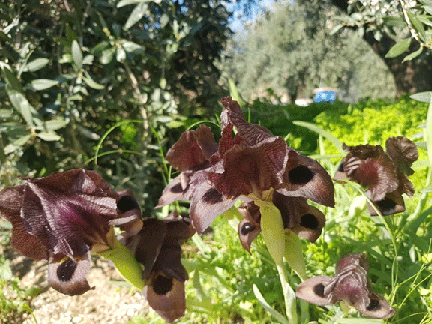 السوسنة السوداء...