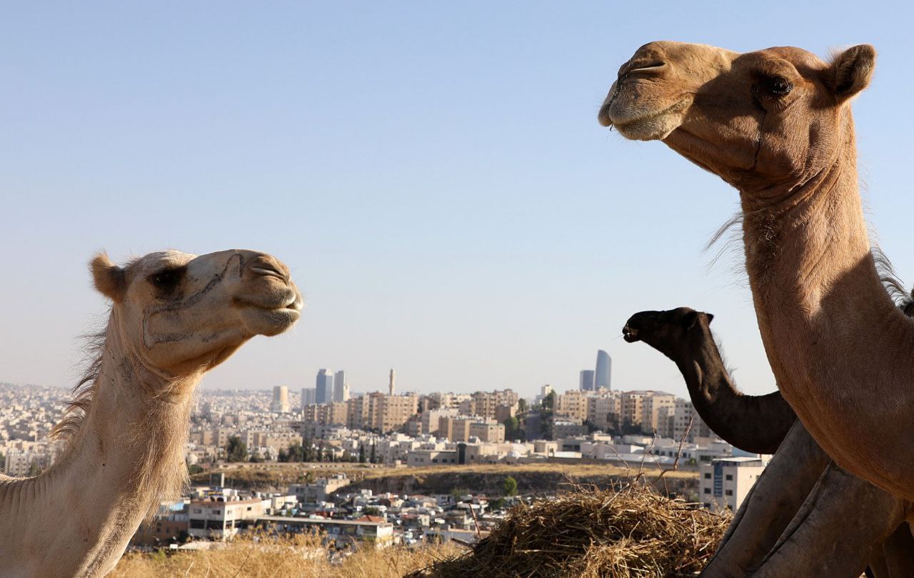 الإبل على اطراف مدينة عمان ....تصوير احمد عساف