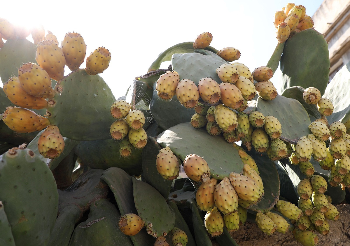 التين الشوكي او الصبار من الفواكه الصيفية التي تشتهر بها المملكة...تصوير احمد عساف