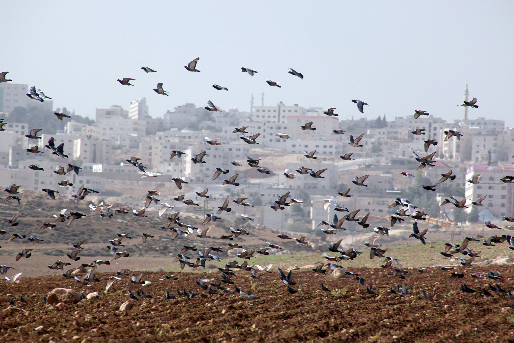  سرب حمام يتهادى على احد الحقول في العاصمة عمان     تصوير  احمد عبده