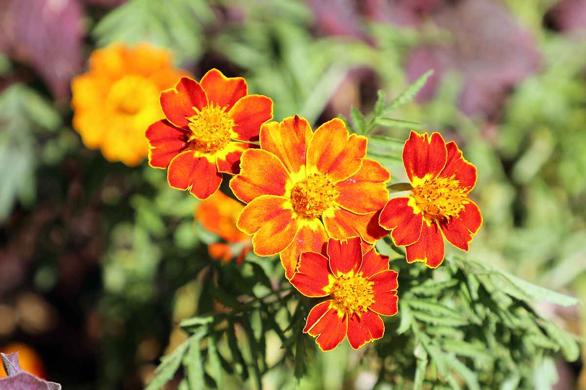  زهرة المخملية من إبداع الخالق تصوير: علي الزعبي