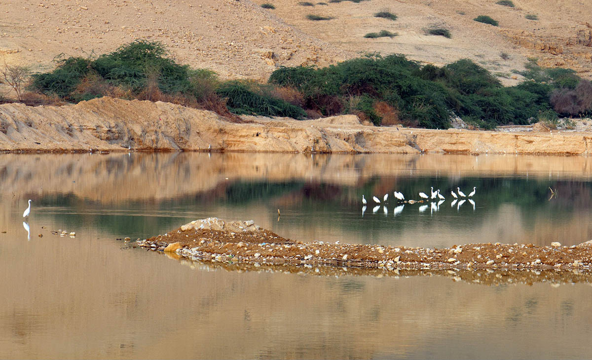 طيور مهاجرة تشرب من سد وادي شعيب في السلط تصوير: شادي النسور