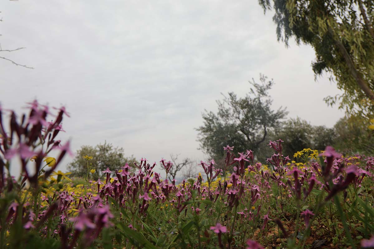 إبداع الخالق لوحة فنية تزين سفوح الجبال في محافظة جرش تصوير: محمد ابو كف