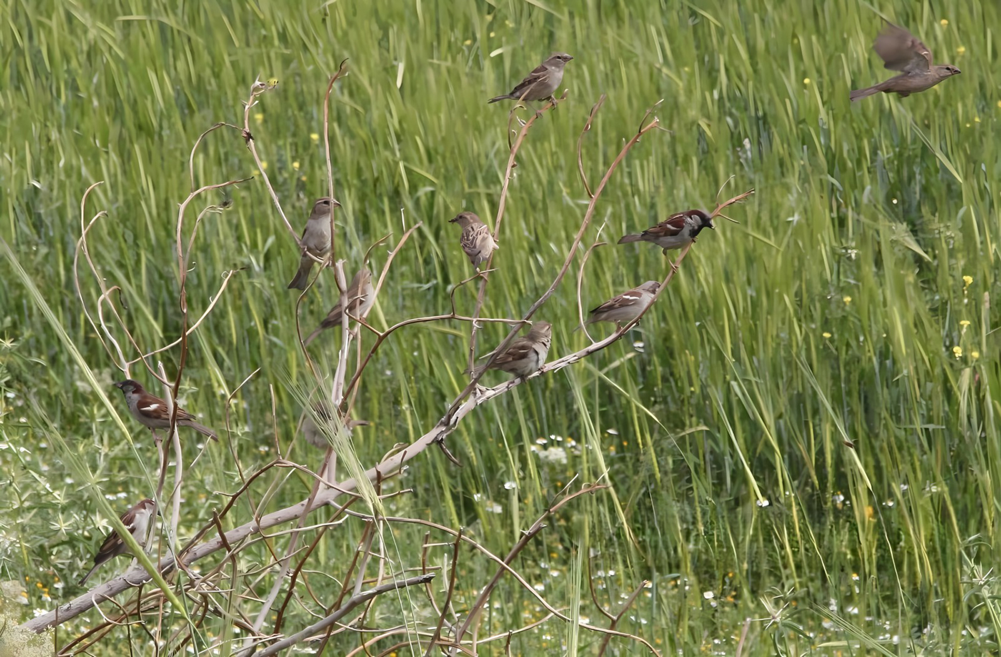عصافير الدوري تتهادى على اغصان شجرة .... تصوير  نزال أبوكف 