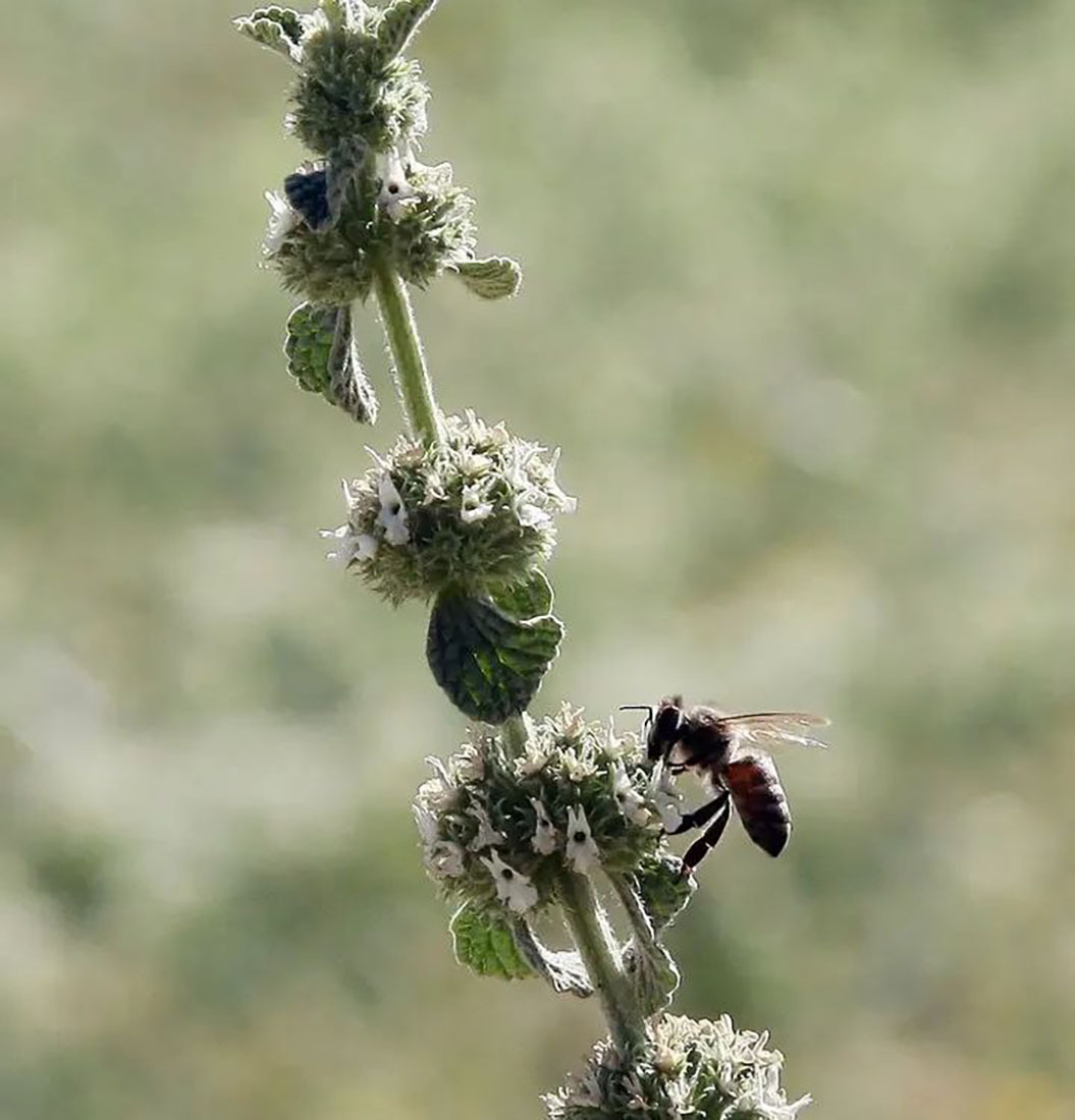  نحلة تقطف الرحيق من الأزهار في احد حقول العاصمة عمان تصوير  نزال ابو كف 