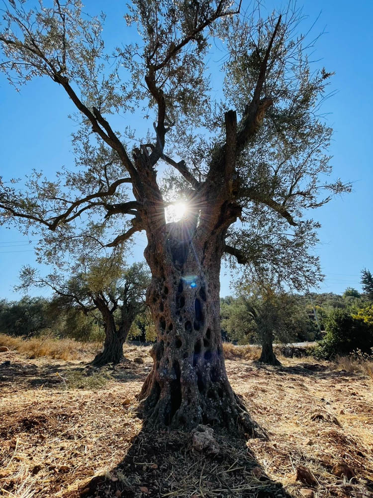زيتون المهراس أو الرومي تشتهر به مناطق عديدة في المملكة ويتجاوز عمر بعضه آلاف السنين 