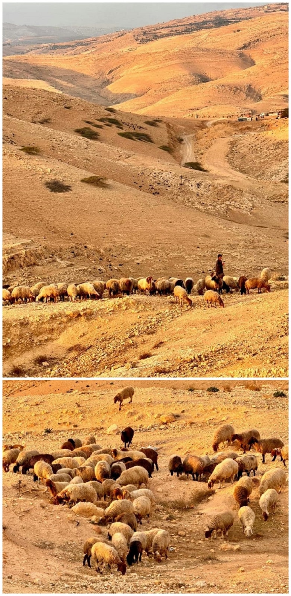 رغم شح المراعي الطبيعية.. إلا أن جودة لحوم الخراف البلدية تنافس أجود ألانواع عالميًا. تصوير وتعليق: رانا النمرات